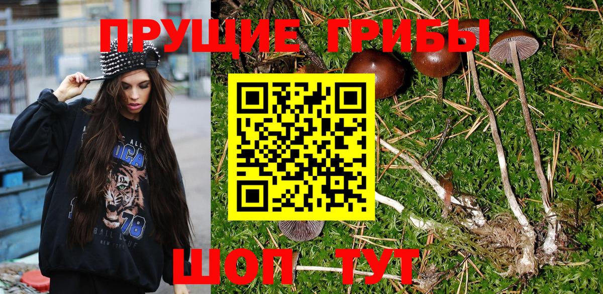 Галлюциногенные грибы Psilocybe Владимир